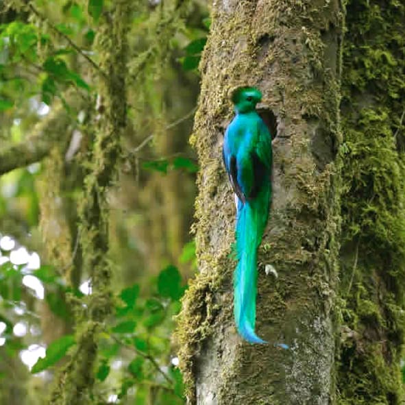 Gozar de la Observación de Aves en los Petenes 